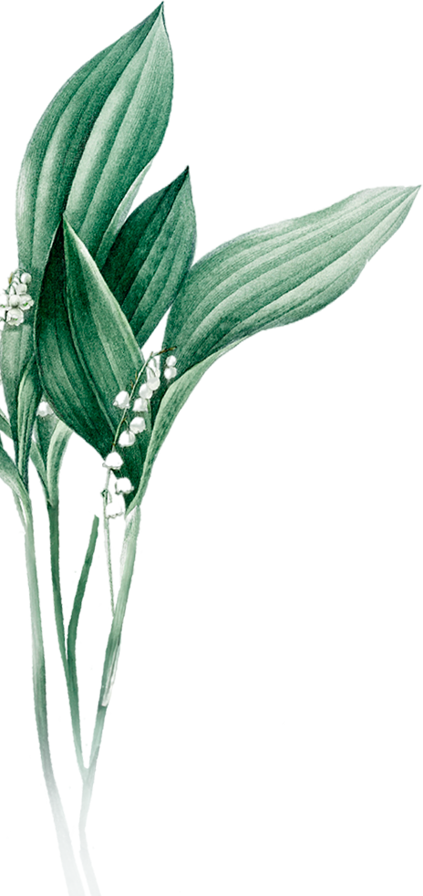 Planta Decorativa